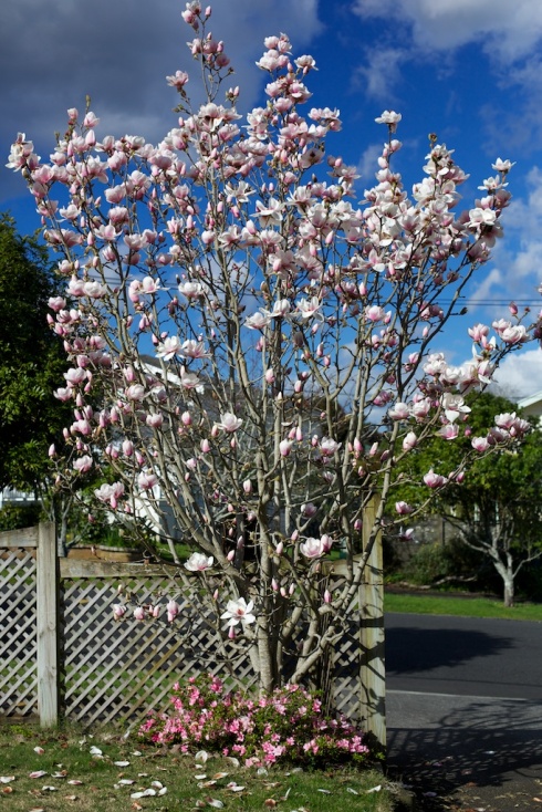 The magnolia near the gate started flowering after we arrived home and was still going when we left again five weeks later.