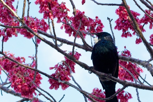 Being Spring in NZ means blossom and that meant a rowdy picnic for seven tuis near Mt Eden Village.